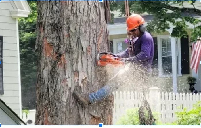 Professional tree service team working in Billerica MA