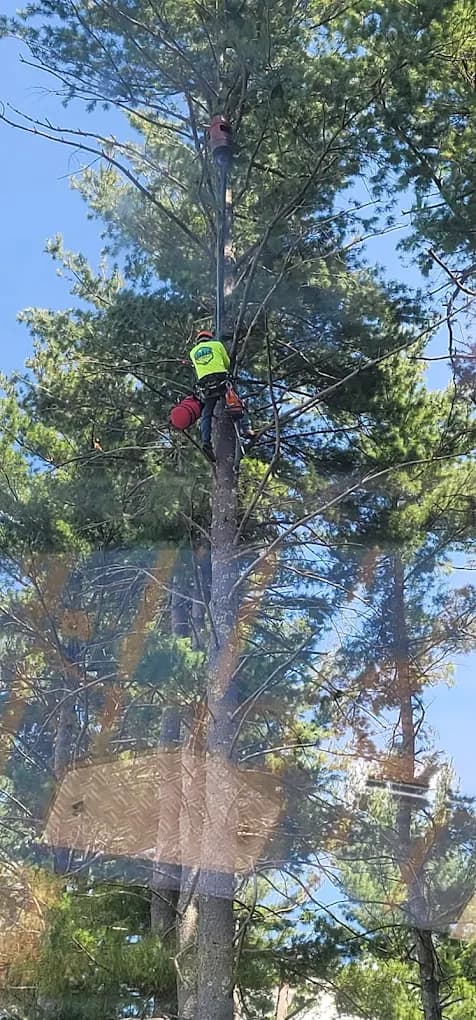Professional tree pruning service in Woburn MA