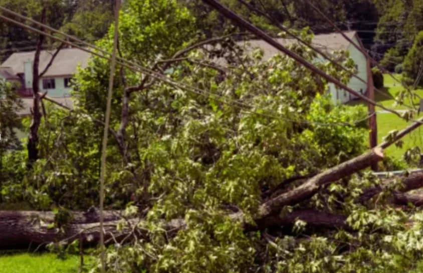24/7 emergency tree removal service responding to fallen tree in Massachusetts