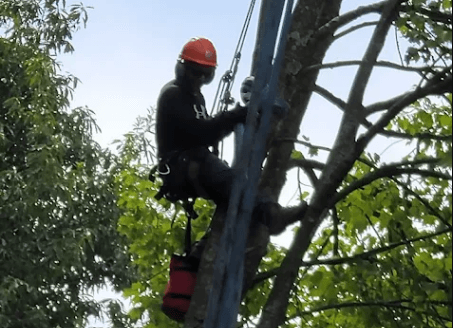 Certified arborists providing expert tree care