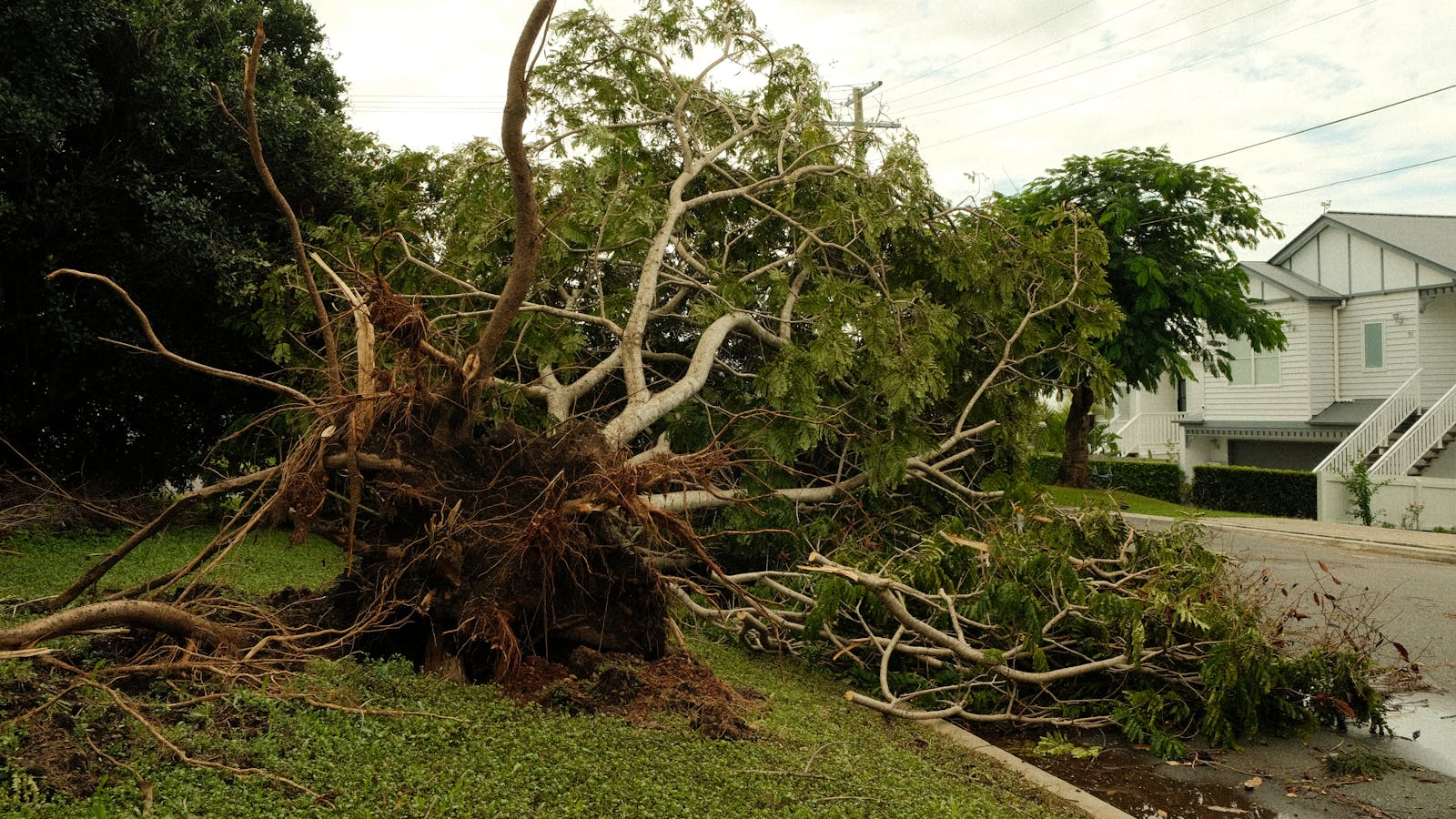 Uprooted tree across a suburban Massachusetts street after a major storm