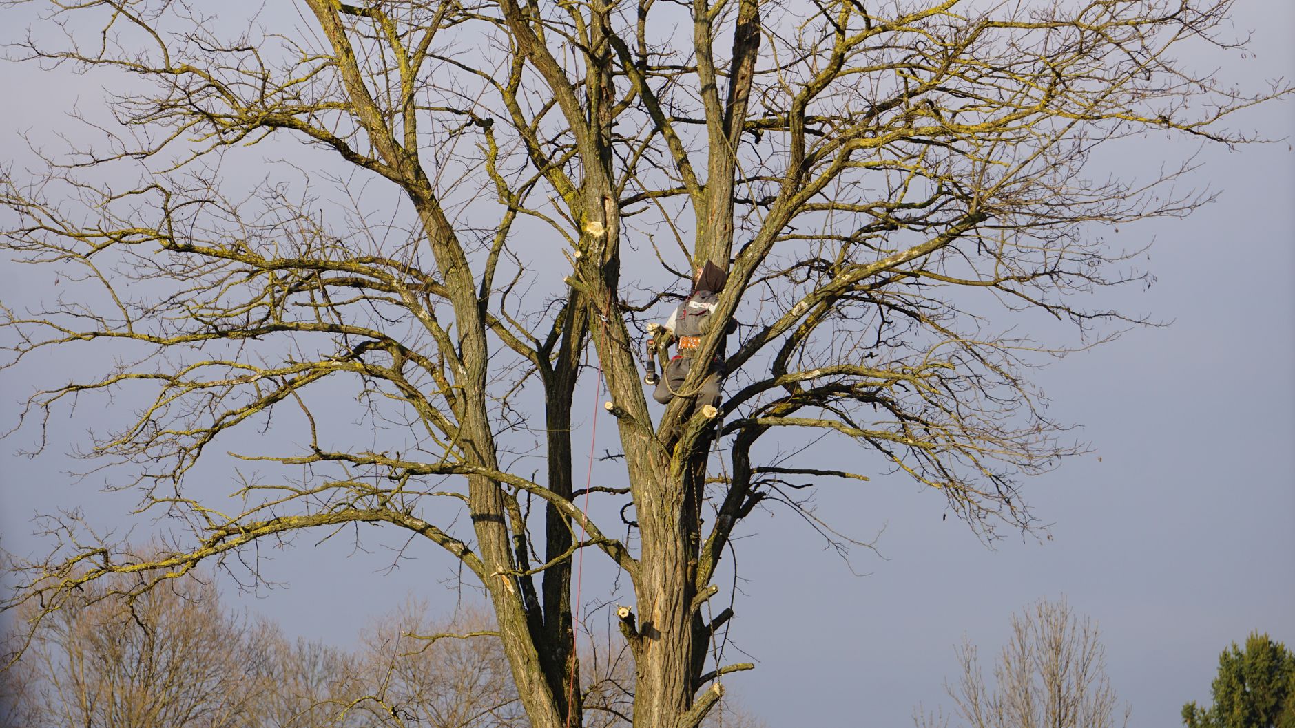 Arborist inspecting a large tree for storm-damage hazards