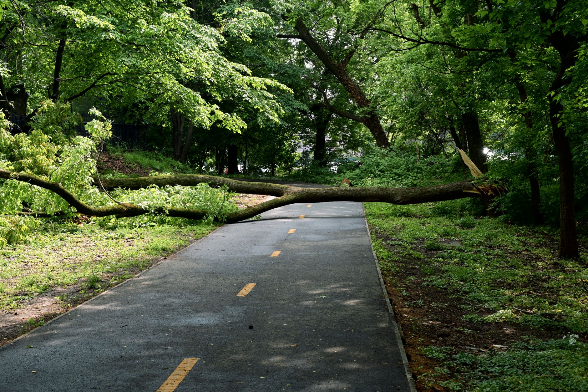Fallen tree blocking a road after a major storm