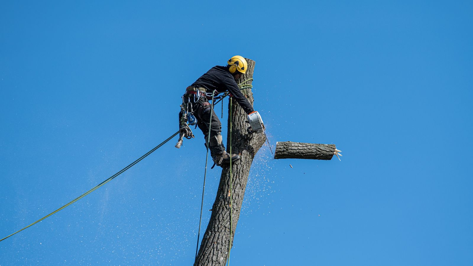 Certified arborist with chainsaw and safety gear preparing for a tree removal in Lexington, MA