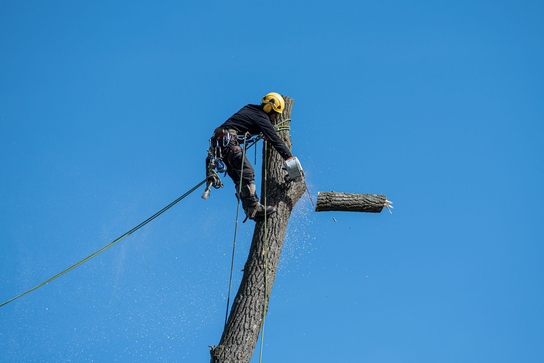 Certified arborist with a chainsaw and safety gear removing a large tree in Wilmington, MA