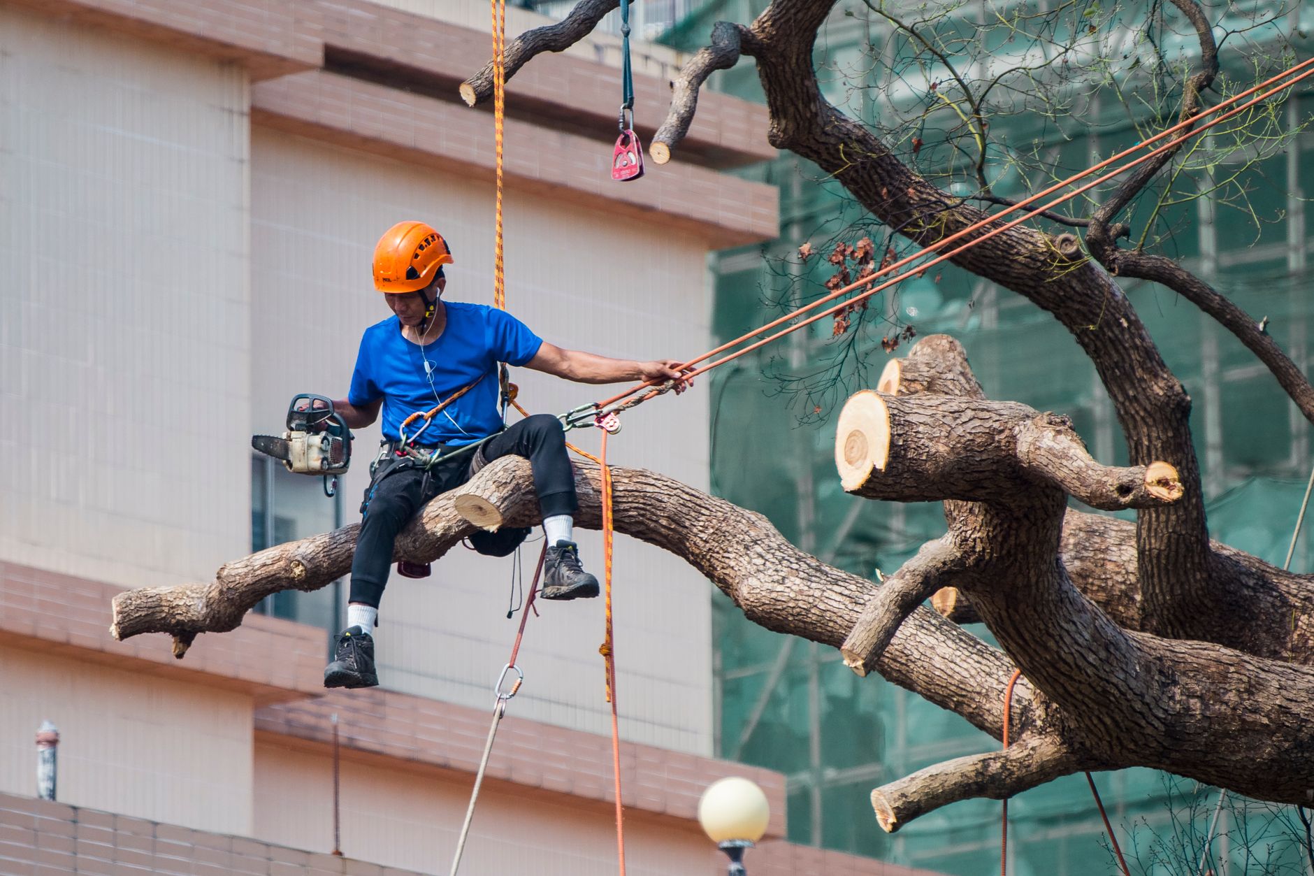 Arborist pruning tree branches while secured with climbing ropes