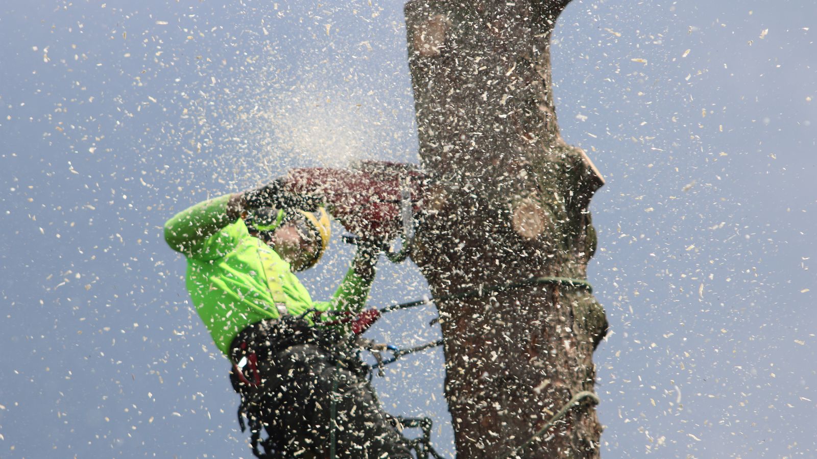 Certified arborist climbing a tall tree with safety gear during a Lexington tree service visit