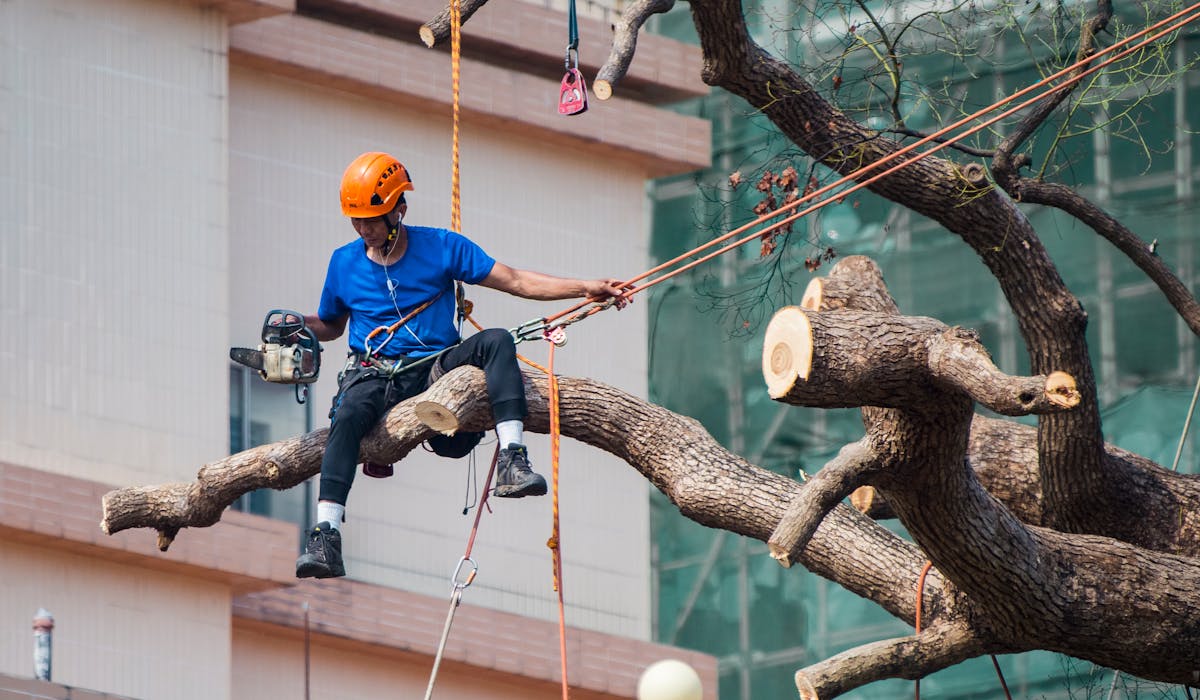 Arborist using a chainsaw to prune branches while secured with ropes