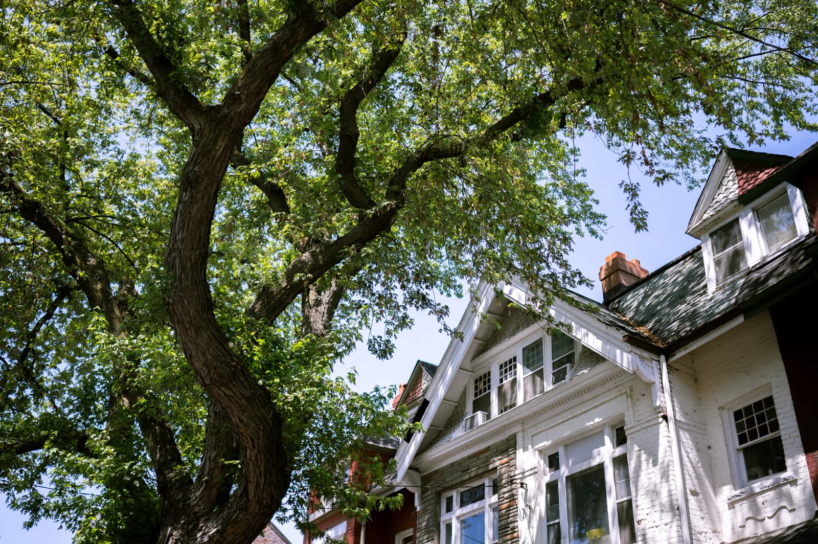 Large mature maple tree shading a residential property