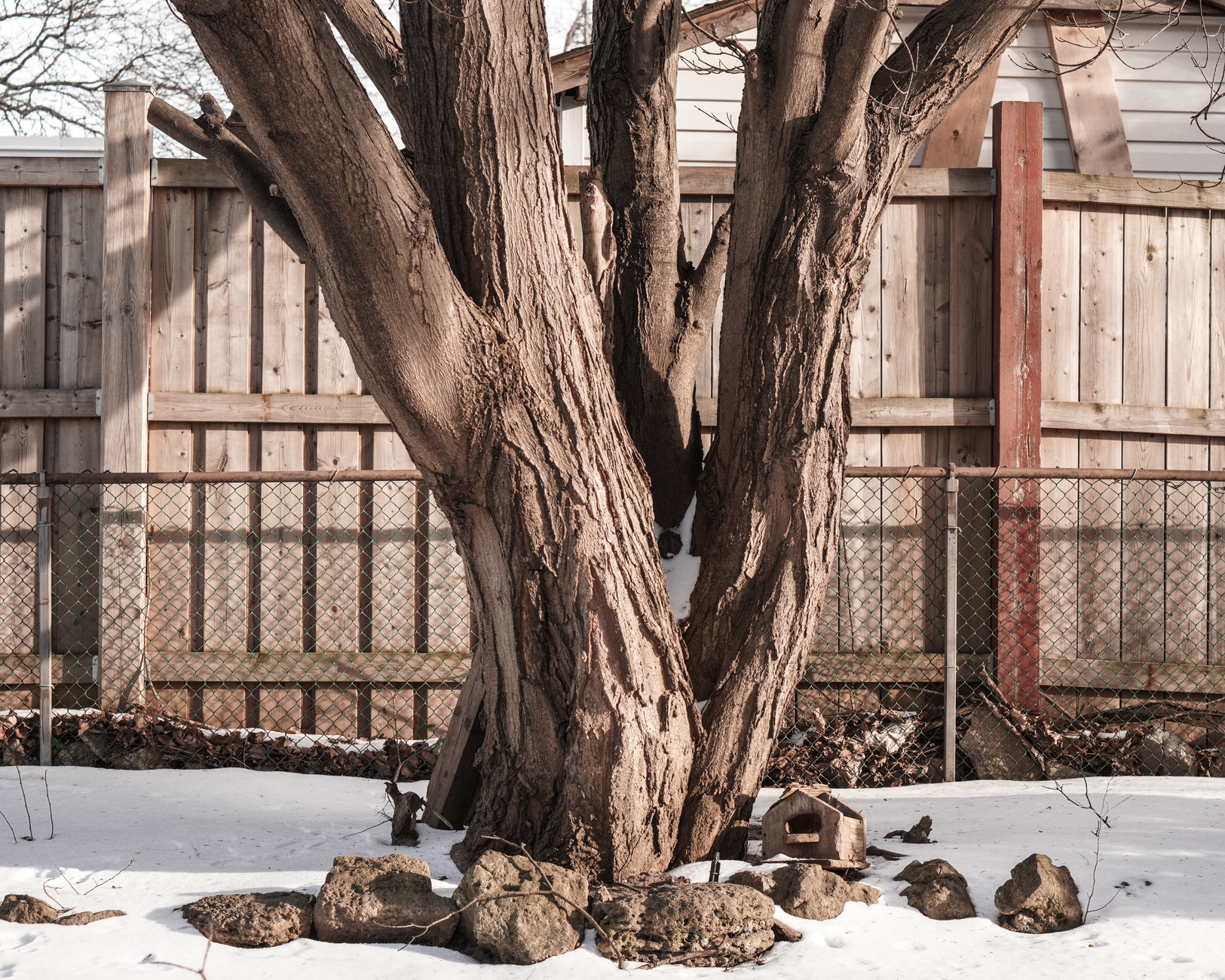 Large tree in a residential Wilmington yard being assessed for removal