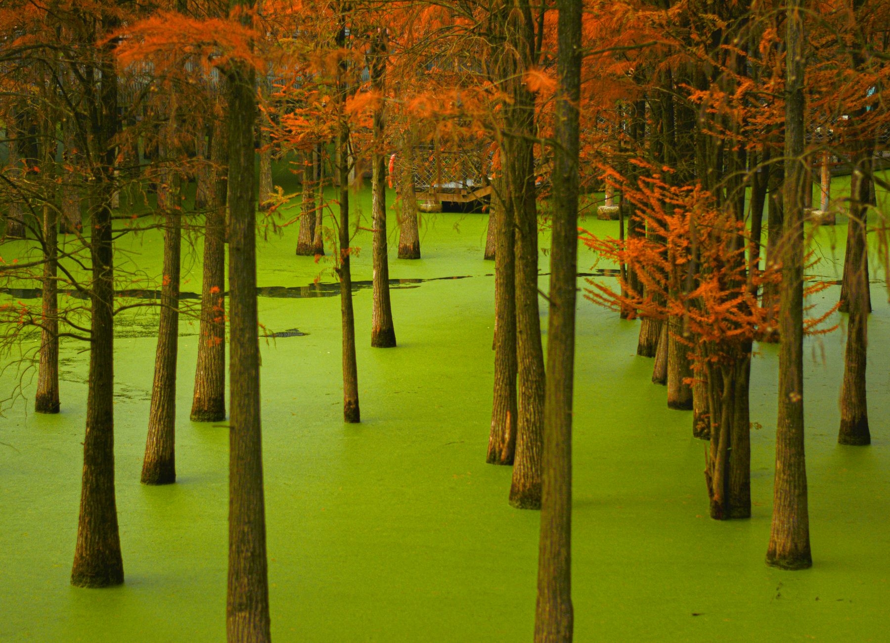 Protected wetland and pond surrounded by trees in Massachusetts