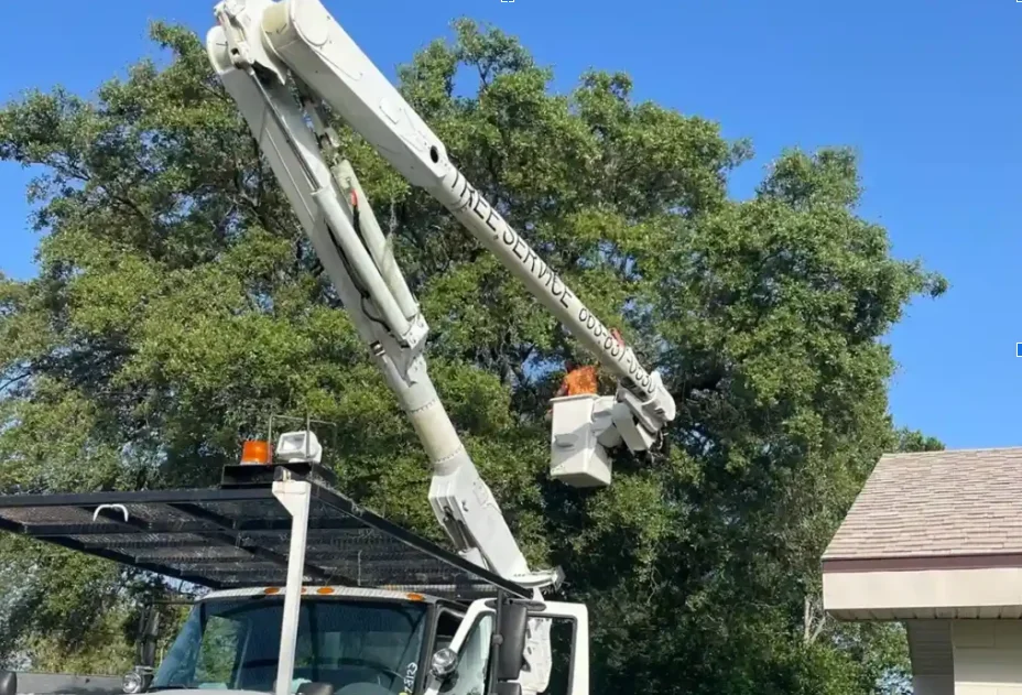 McDonald Tree Services professional tree care in Billerica MA