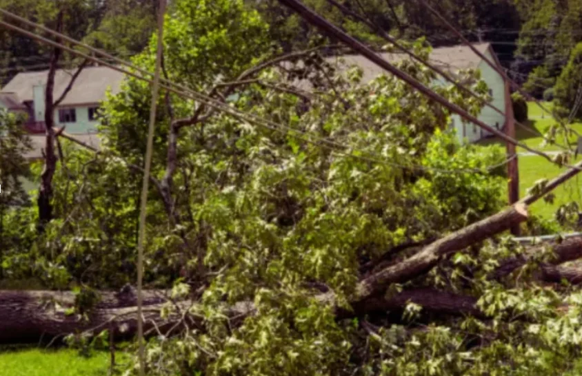 Professional storm debris removal services