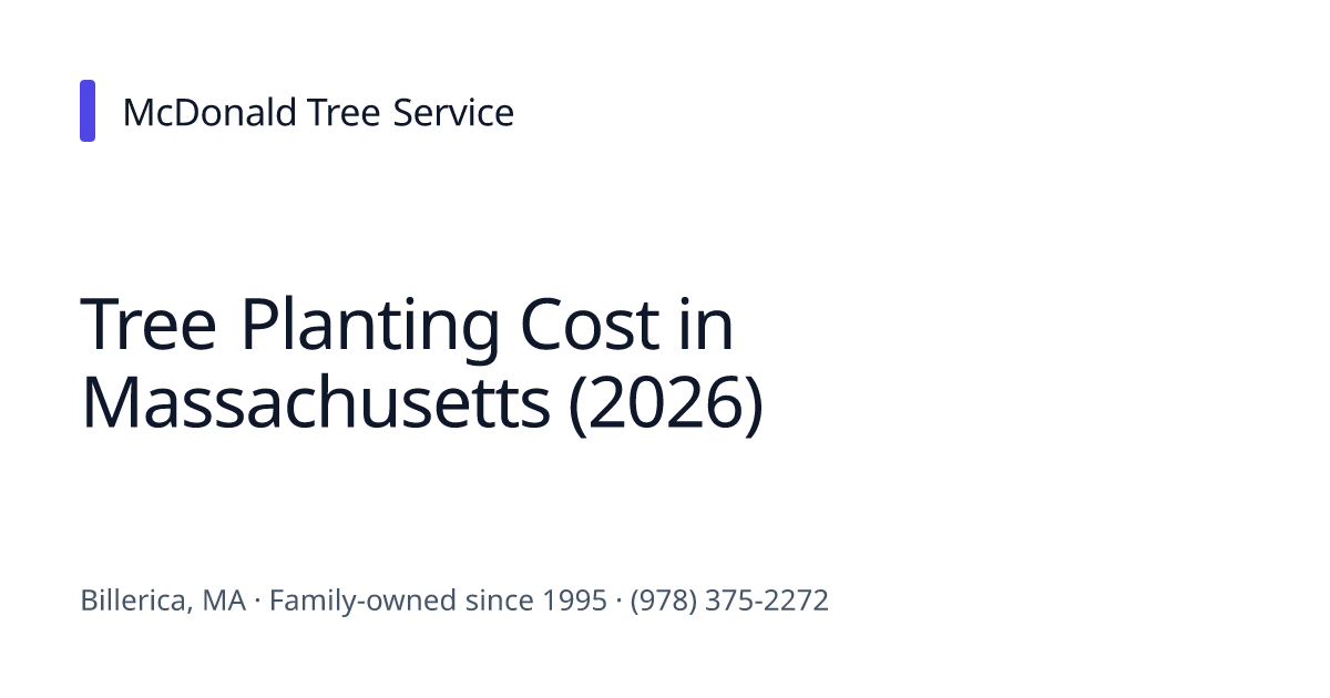 Tree Planting Cost in Massachusetts (2026) | McDonald Tree Service